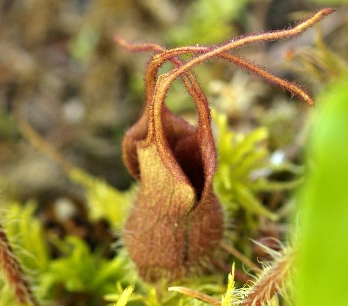 Asarum caudatum