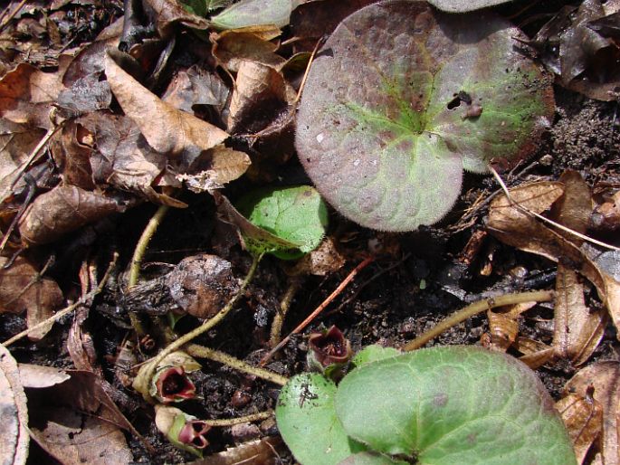 Asarum europaeum