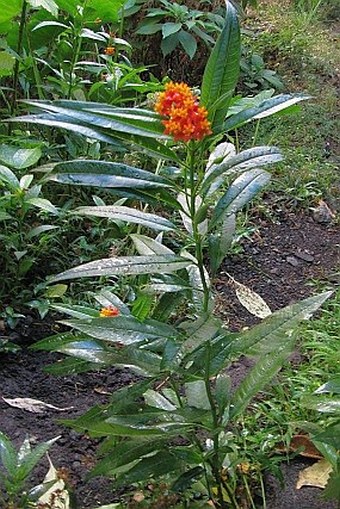 Asclepias curassavica