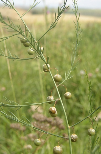 Asparagus officinalis