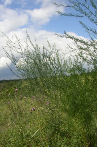 Asparagus officinalis