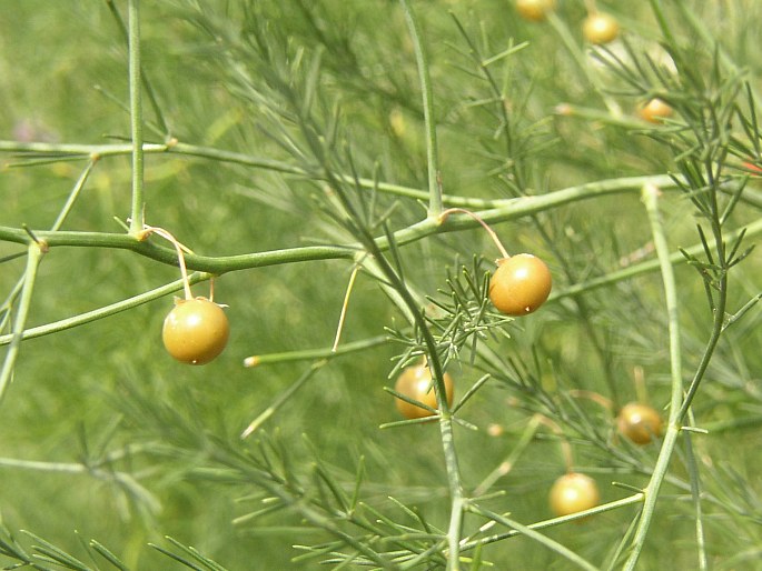 Asparagus officinalis