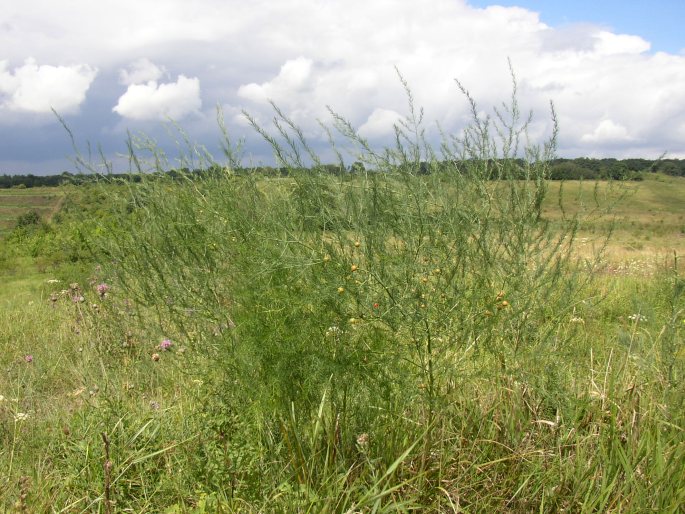 Asparagus officinalis