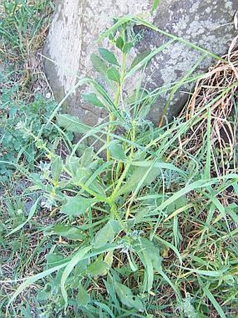 Asperugo procumbens