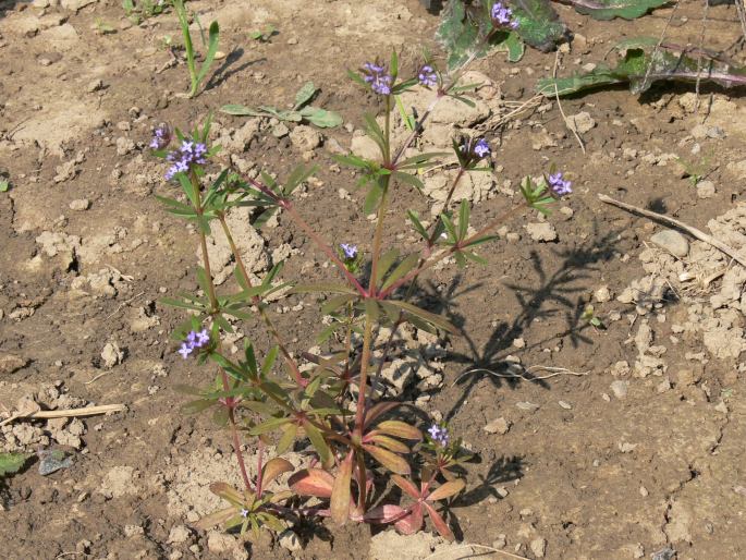 Asperula arvensis