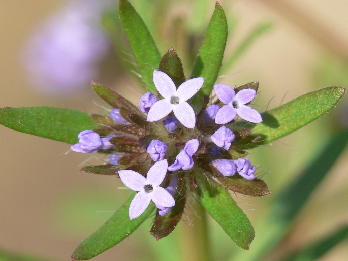 Asperula arvensis