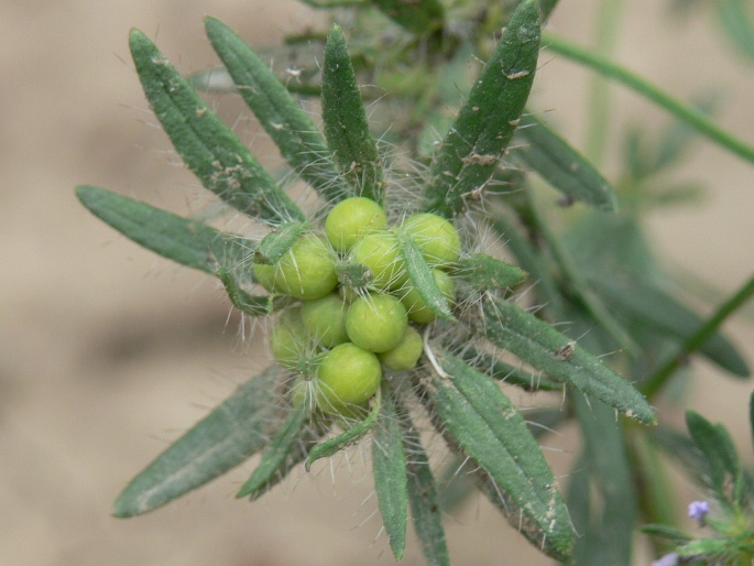 Asperula arvensis