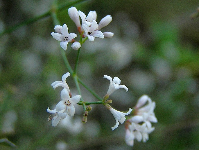 Asperula cynanchica