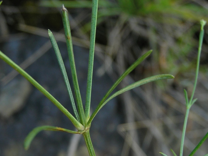 Asperula cynanchica