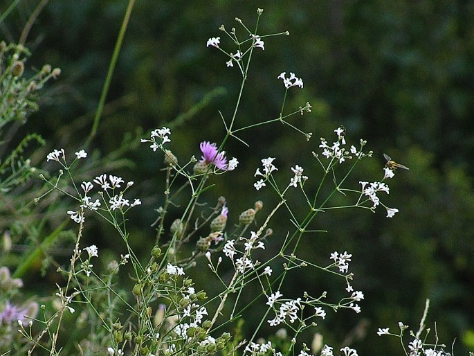 Asperula cynanchica