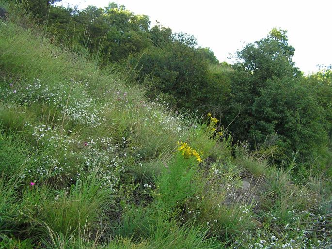 Asperula cynanchica