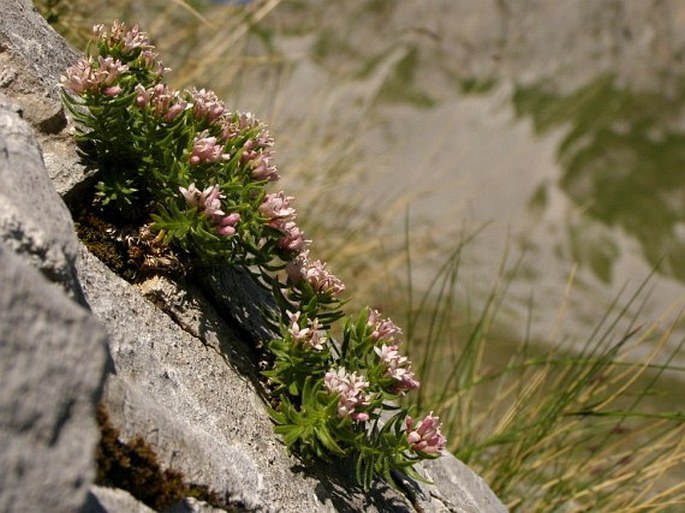 Asperula doerfleri