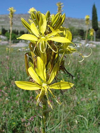 Asphodeline lutea