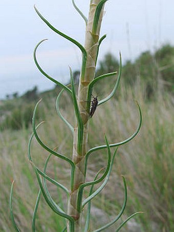 Asphodeline lutea