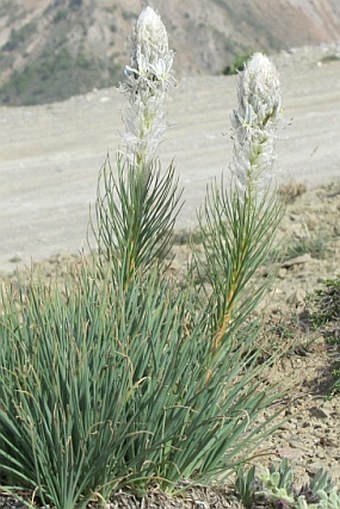 Asphodeline taurica