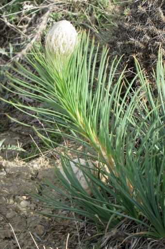 Asphodeline taurica