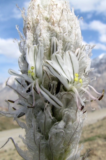 Asphodeline taurica