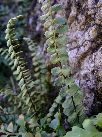 Asplenium adulterinum