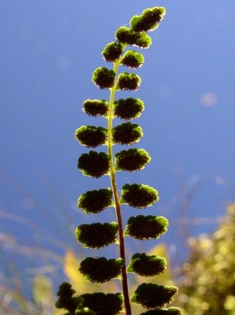 Asplenium adulterinum