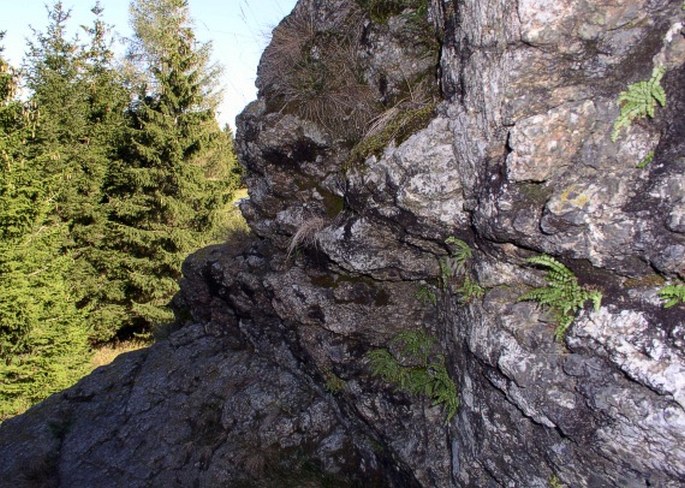 Asplenium adulterinum