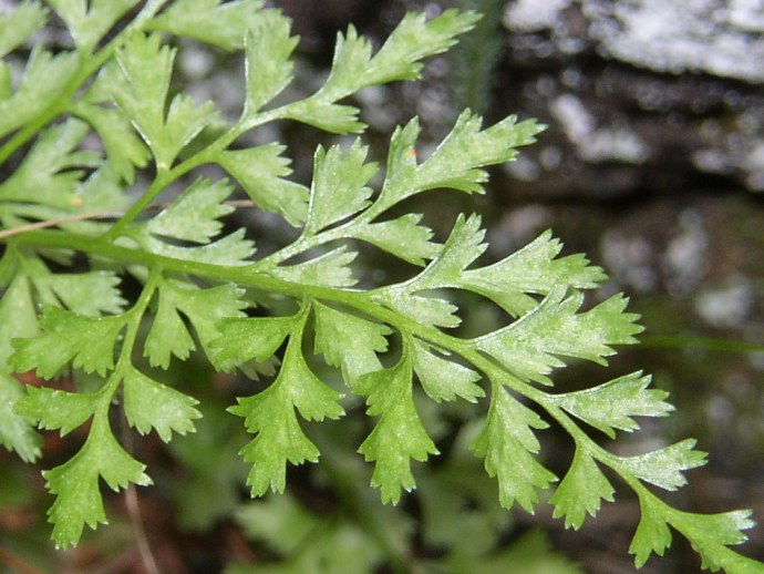 Asplenium cuneifolium