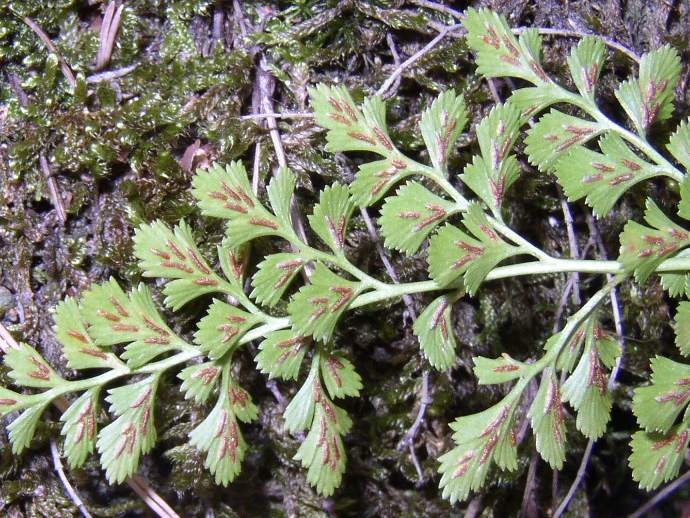 Asplenium cuneifolium