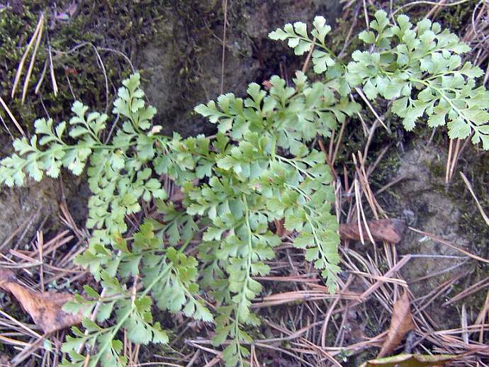 Asplenium cuneifolium