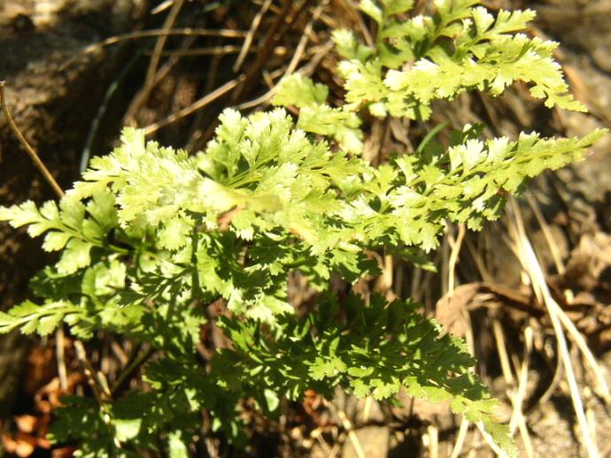 Asplenium cuneifolium