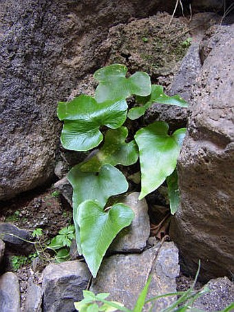 Asplenium hemionitis