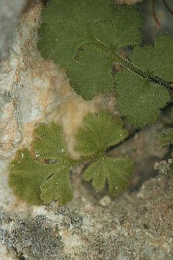 Asplenium petrarchae