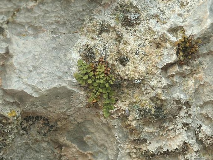 Asplenium petrarchae