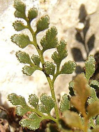 Asplenium ruta-muraria