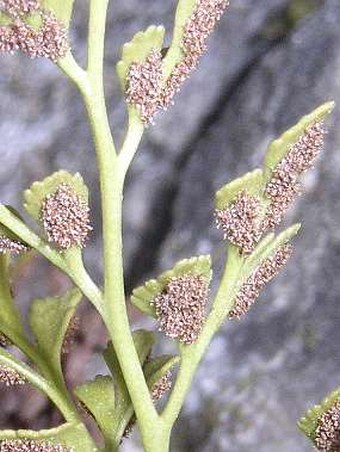 Asplenium ruta-muraria