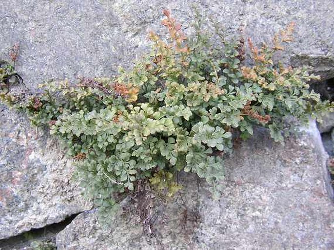 Asplenium ruta-muraria