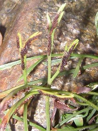 Asplenium septentrionale