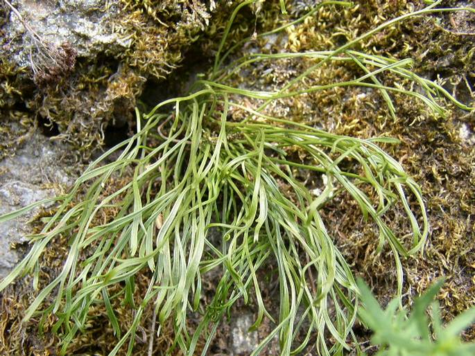 Asplenium septentrionale