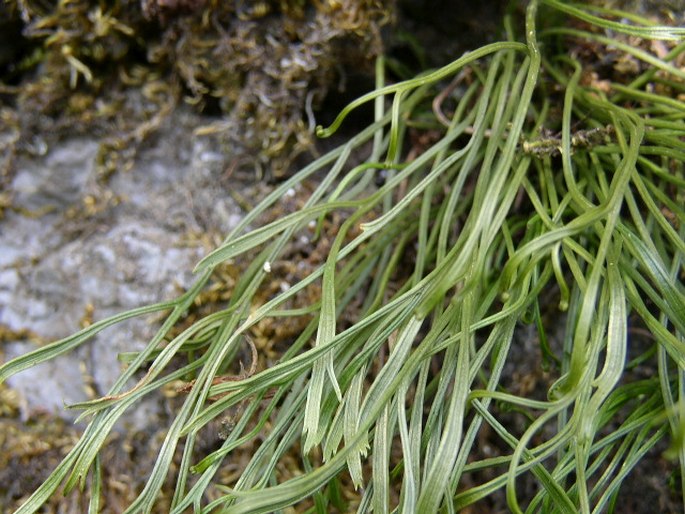 Asplenium septentrionale