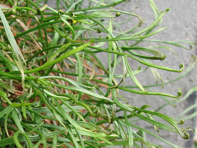 Asplenium septentrionale