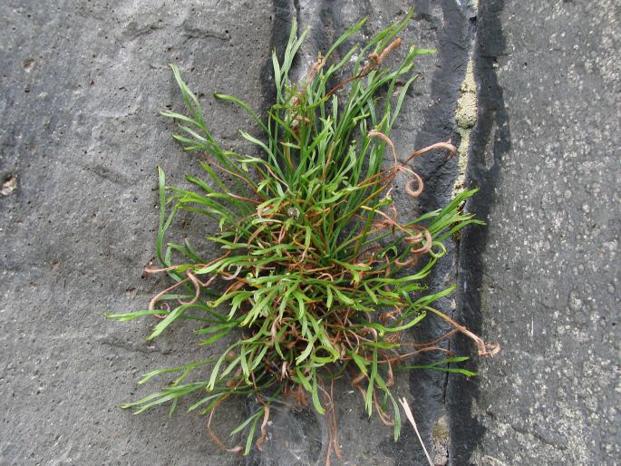 Asplenium septentrionale