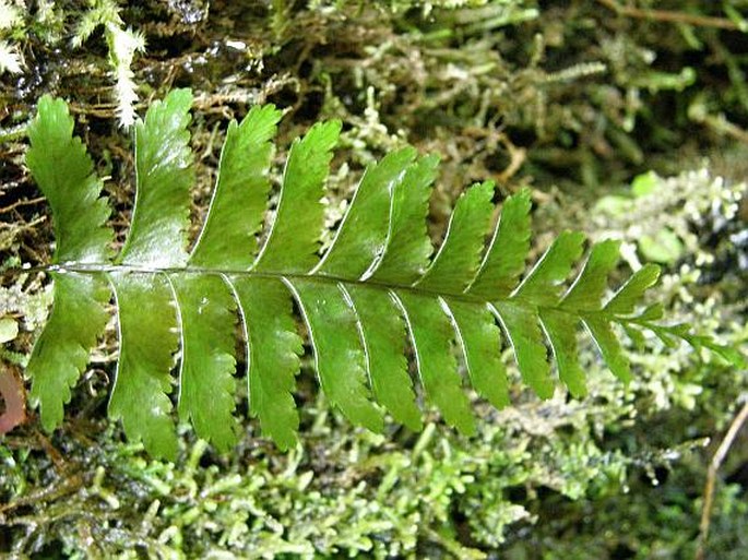 Asplenium unilaterale