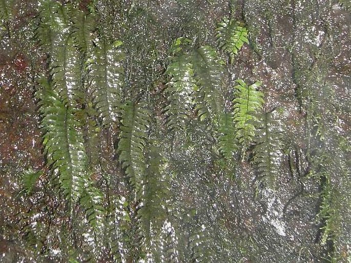 Asplenium unilaterale