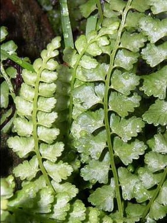 Asplenium viride