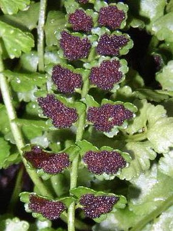 Asplenium viride