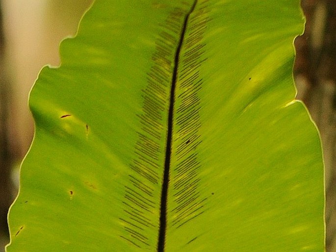 Asplenium nidus