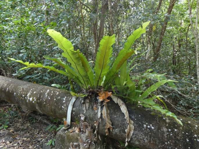 Asplenium nidus