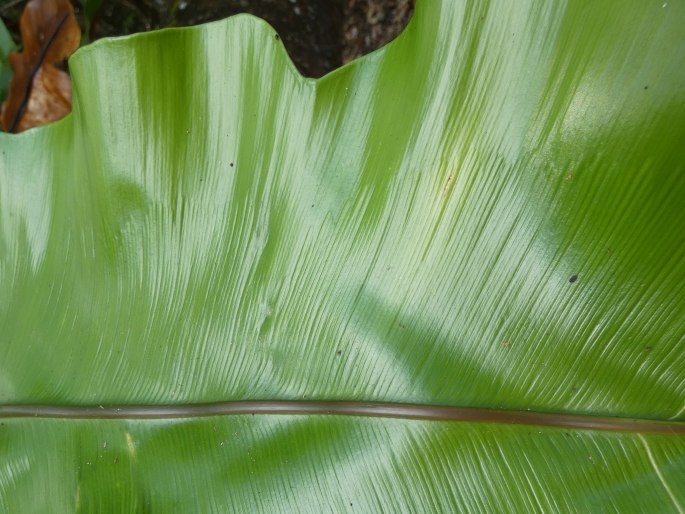 Asplenium nidus