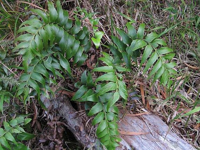 Asplenium polyodon