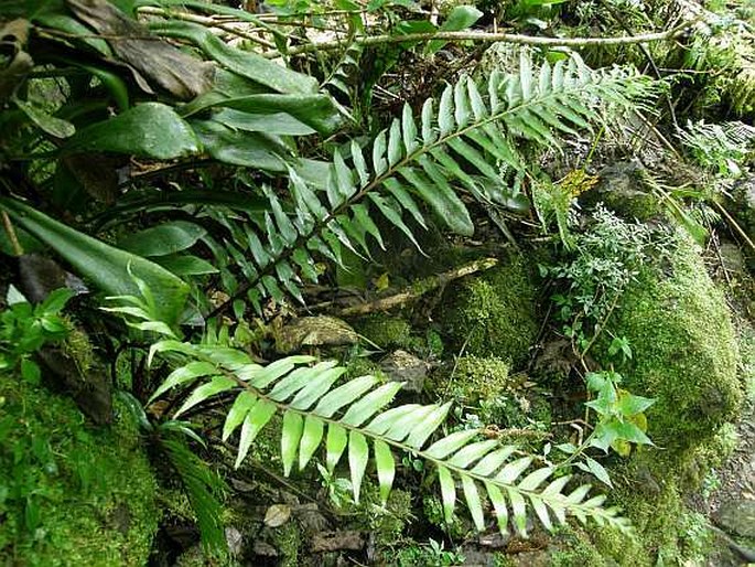 Asplenium polyodon