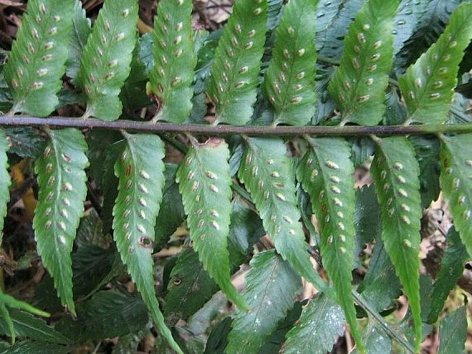 Asplenium polyodon