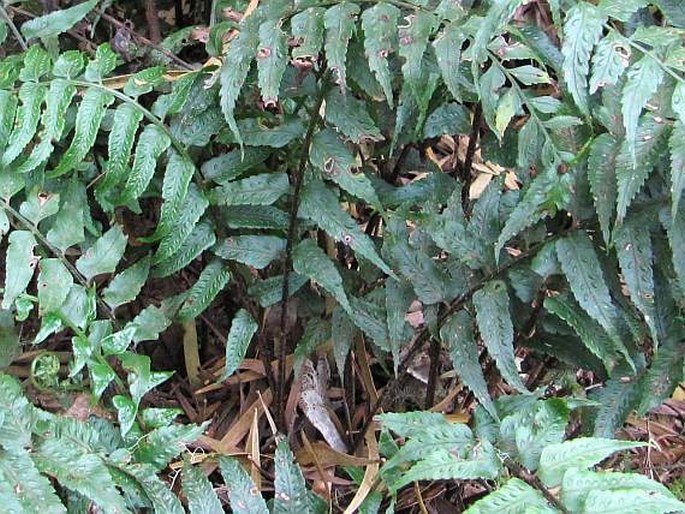 Asplenium polyodon